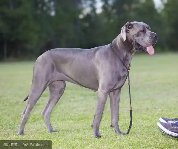 名犬档案18:优雅高贵的大丹犬