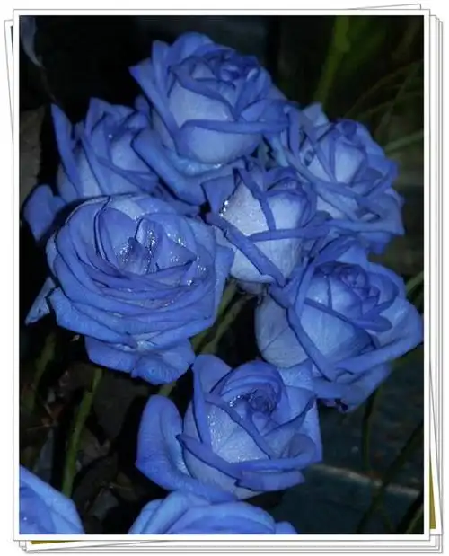 蓝色妖姬惊艳美丽月季花