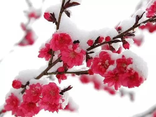 梅花凌霜寒梅傲雪