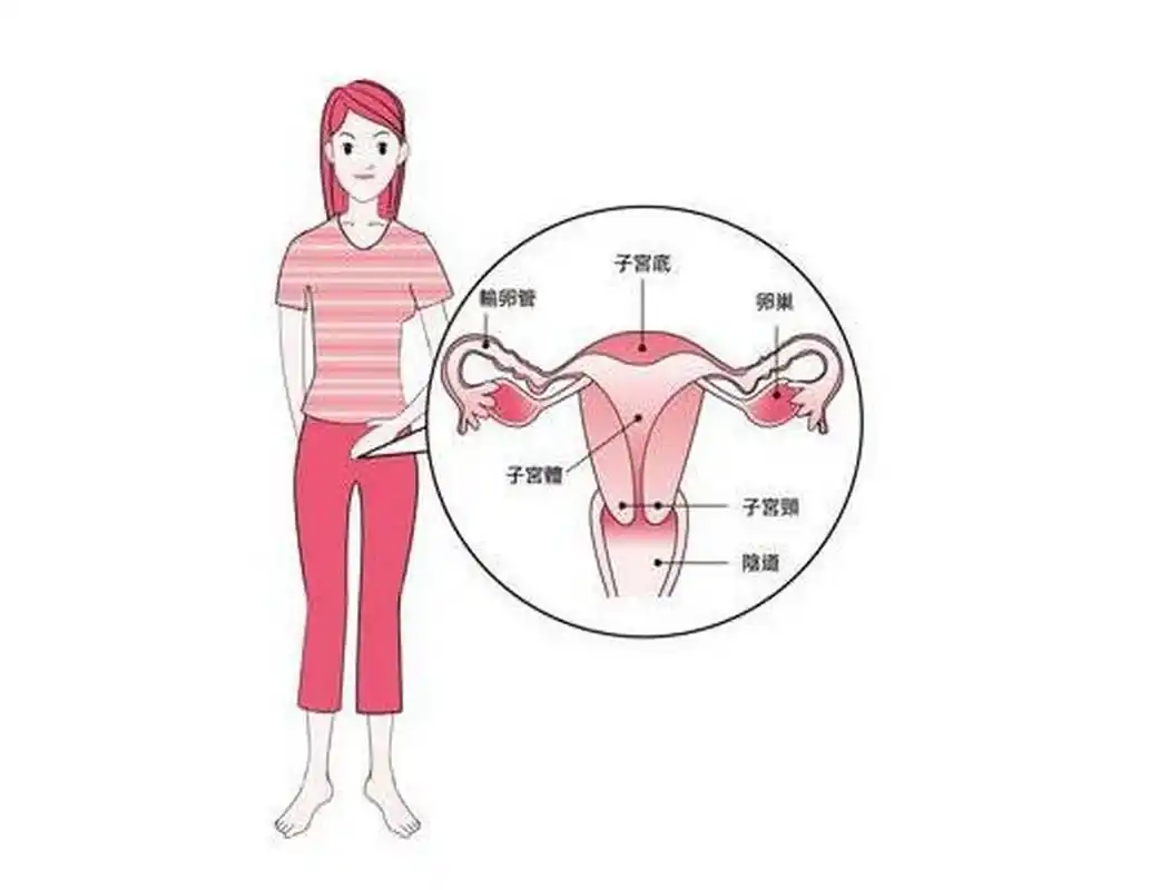 大家好!我是子宫,相信大家对我都不陌生,尤其是女同胞们.
