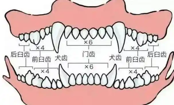 61 合计:正常成年犬总共有42颗牙齿61 下颚:6颗门牙,2颗犬齿,8颗