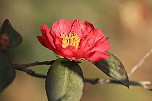 茶花图片—茶花图片素材-茶花图片大全-茶花图库