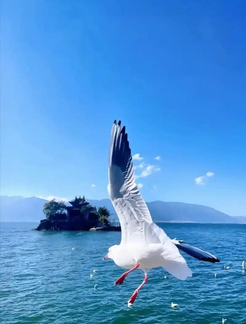 风筝有风,海鸥有海98~ .