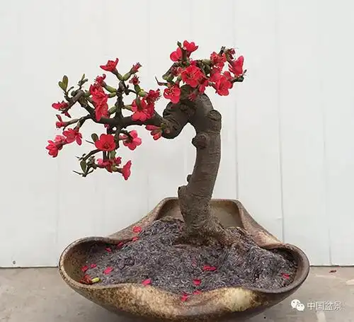 欣赏制作海棠盆景只恐夜深花睡去故烧高烛照红妆