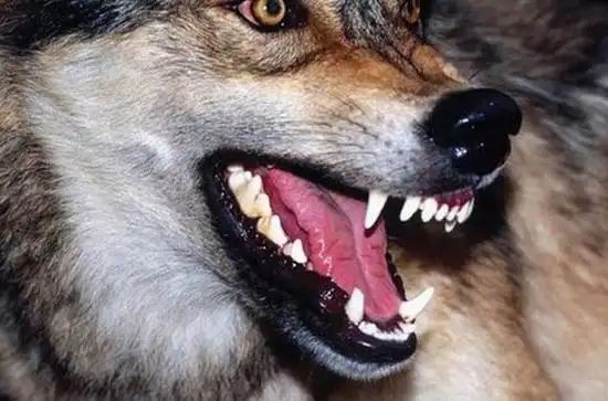 p>犬齿( a href="#">canine teeth /a>), a href="#" data-lemmaid="