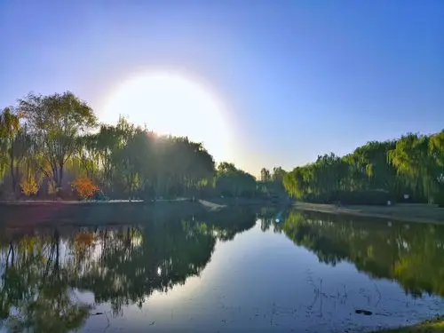 午后阳光下的湖边树林