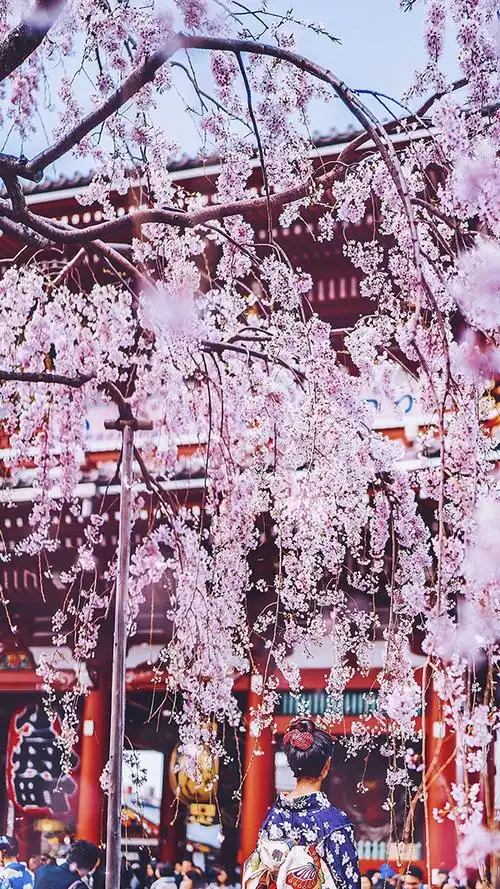 唯美樱花季风景