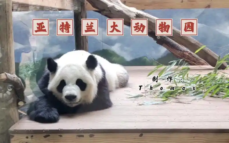 【亚特兰大动物园】4k高清带你云游美国著名动物园!