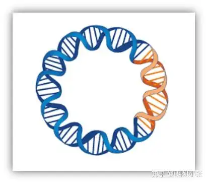 实验视频质粒的提取和纯化