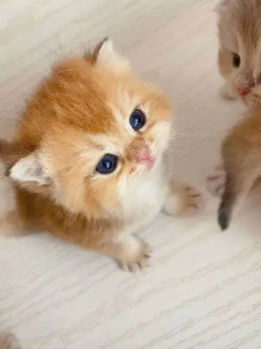 超可爱的小萌猫!