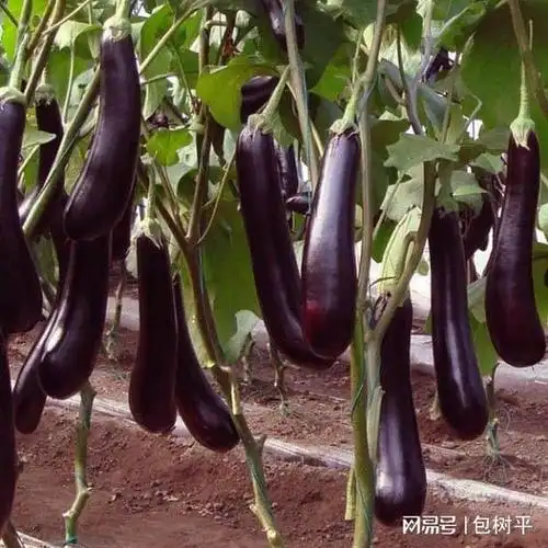 做风味茄子有哪些好吃的诀窍