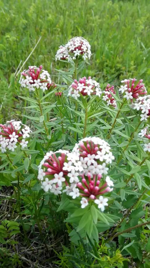 其它 花儿欢迎我回家 狼毒花 小小狼毒惹人醉, 根根火柴挤着睡.