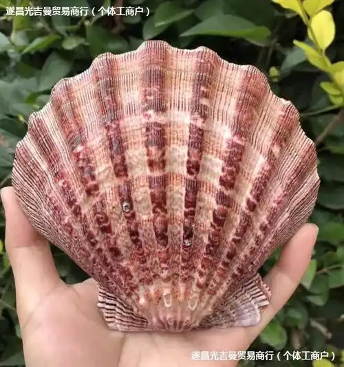 包邮天然狮爪贝超大厚贝壳家居装饰品扇ins摄影道具盘子鱼缸粉色