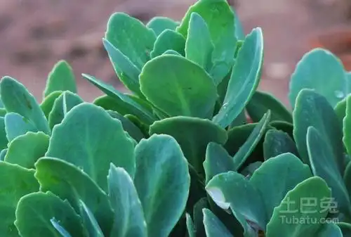 三七草的用途,临床应用很关键