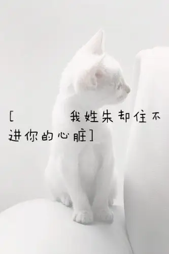 姓氏图朱朋友原创【我姓朱却住不进你的心脏】