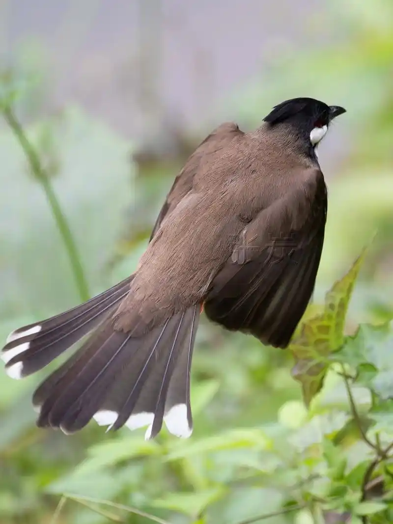 只是它这个头发浓密又乌黑(),很难看清楚.