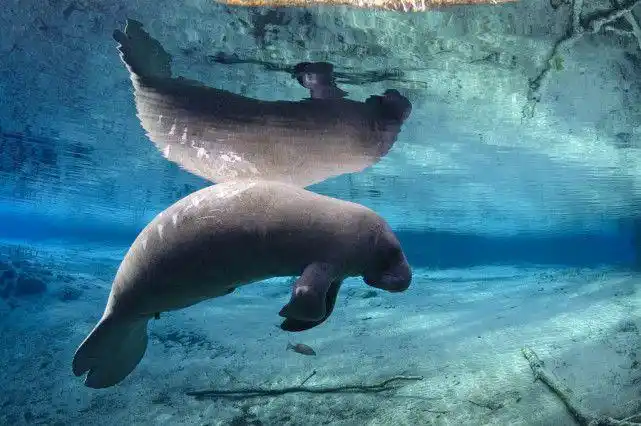 濒临灭绝的海牛,身形粗壮也不美,为何被认为是现实中的美人鱼?