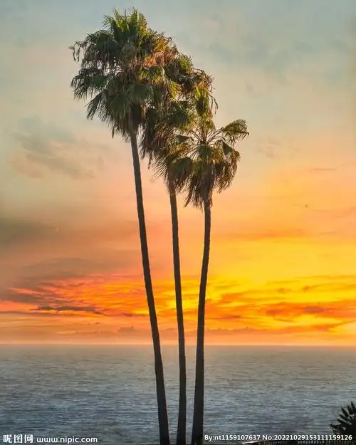 阳光沙滩椰子树摄影图__自然风景_自然景观_摄影图库_昵图网nipic.com