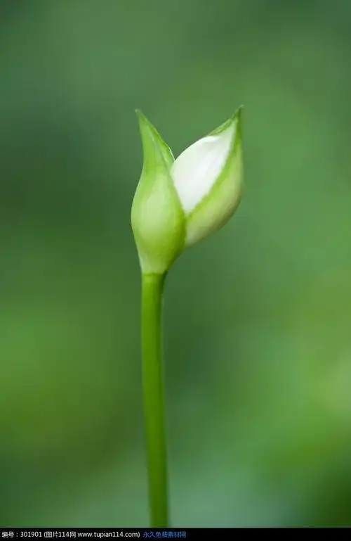 含苞待放的美丽花苞