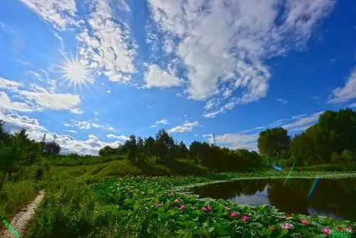 豪哥街拍#——艳阳和祥云笼罩下的荷塘盛夏——北国小城的唯美风 (**