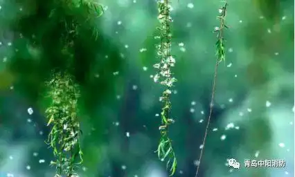 安全提醒丨柳絮纷飞,看上去很美,其实很危险