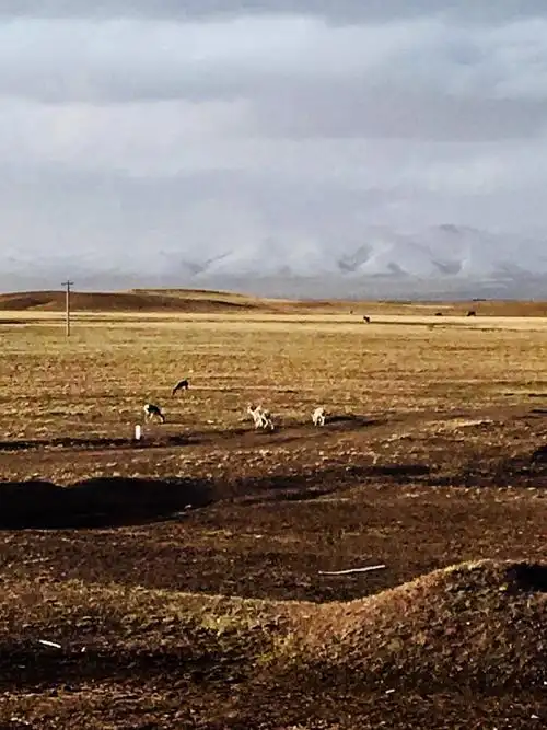 穿越藏北可可西里