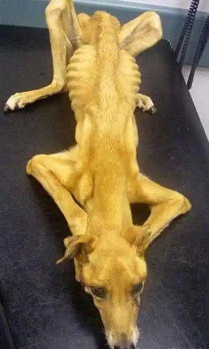 金毛走失一个月后在自家找到女主人看到瘦成皮包骨的它痛心疾首