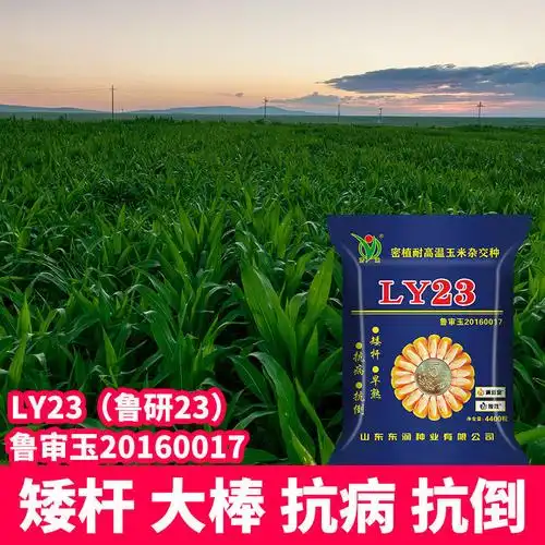 ly23鲁研23高产杂交玉米种子新品种抗旱抗倒矮杆大棒批发南北方