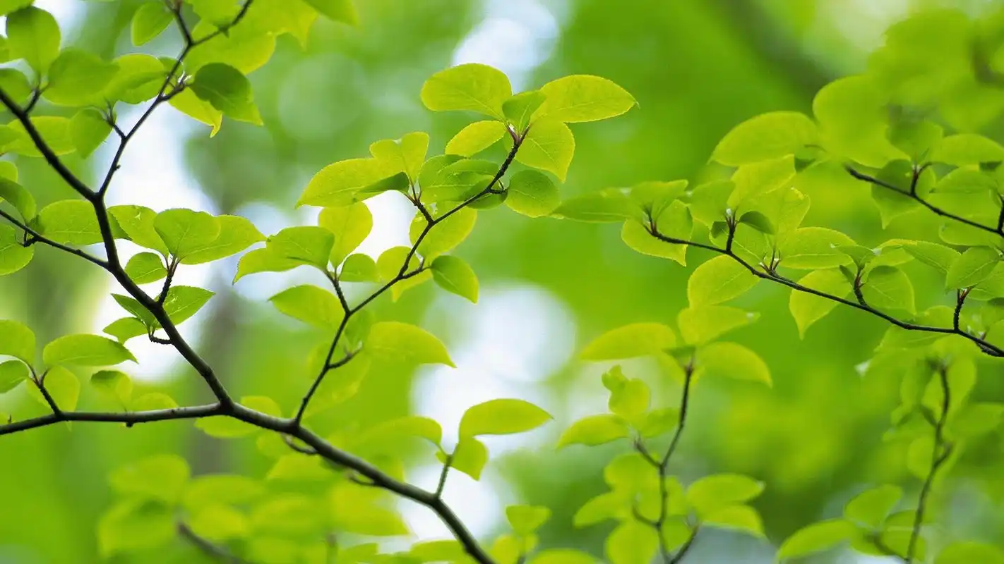 > 小清新树叶绿色护眼高清壁纸(1920×1200)