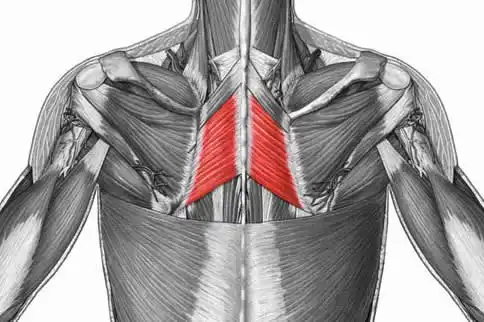 课时3:头夹肌,颈夹肌,枕下肌群   课时4:中上斜方肌,菱形肌   课5 5