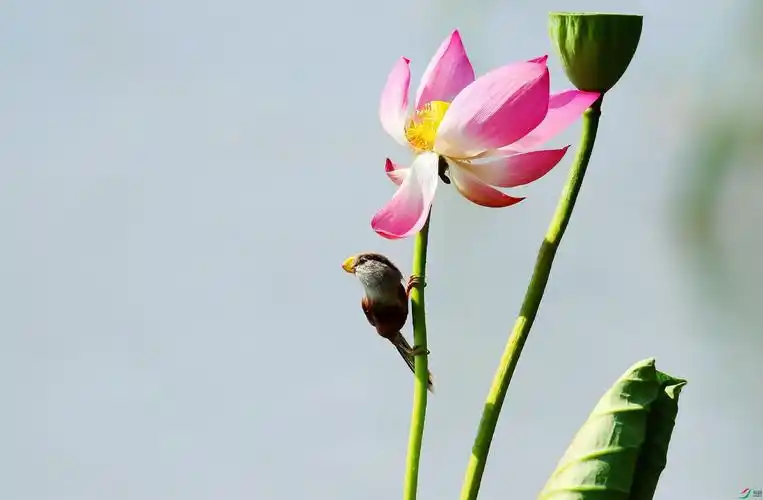 荷花靓鸟图