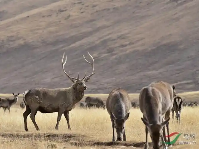 西藏类乌齐野生藏马鹿祝贺首页精华
