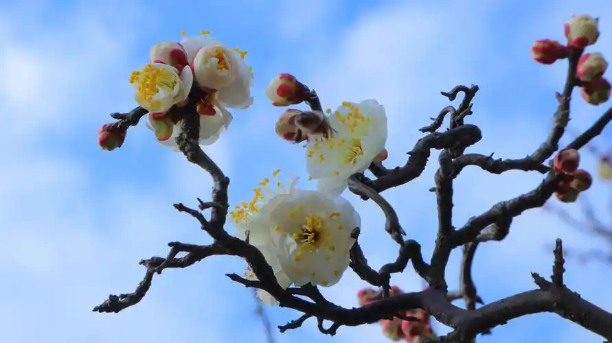 其它 打油四首@龙游梅 写美篇其二 枝头梅花纷纷开 惹得蜜蜂翩翩来 为