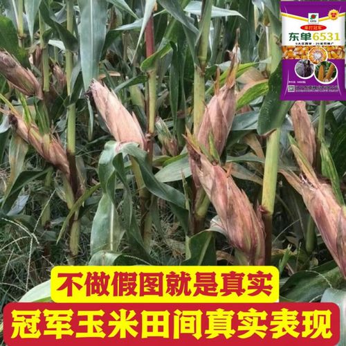 细辛高产玉米种国审矮杆紫杆抗病抗倒抗涝耐高温批发抗倒苞米 高纯度