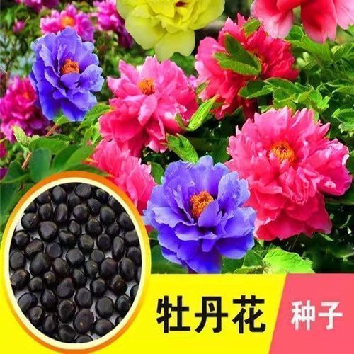 牡丹花种子花园盆栽阳台室内室外种植花种籽耐寒易活洛阳牡丹花籽