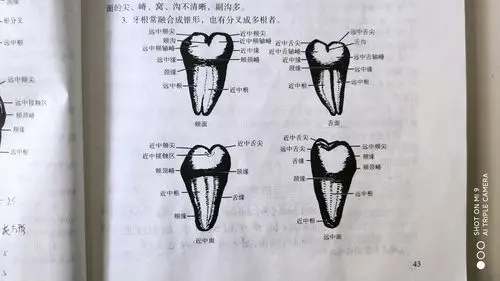 《口腔解剖学》第一篇牙体解剖学(四)