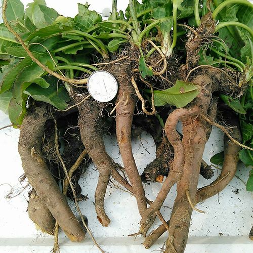 新鲜现挖土大黄东北牛舌头野菠菜羊蹄根羊皮叶子血三七草药材包邮