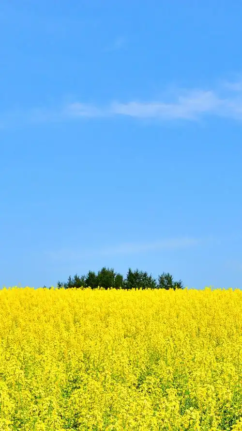 蓝天白云油菜花手机竖屏169