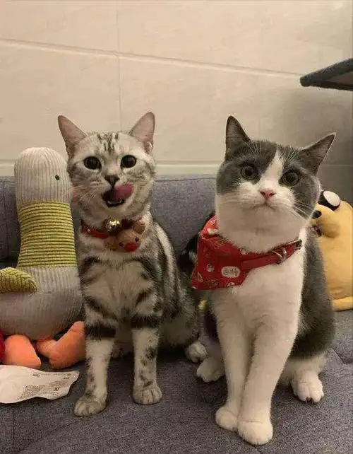 英短与美短,你们分得清吗?