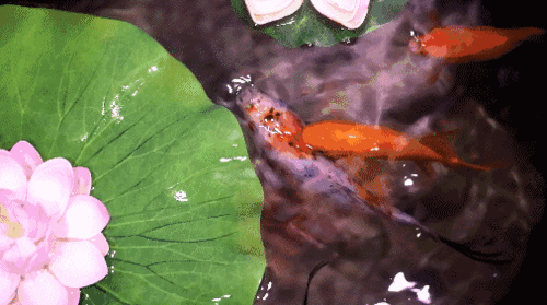 大厅以绿植隔开,看起来十分宽绰;墙壁上挂着斗笠,门口池子里鱼儿游动