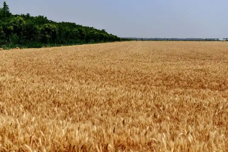 记忆麦田,情景再现