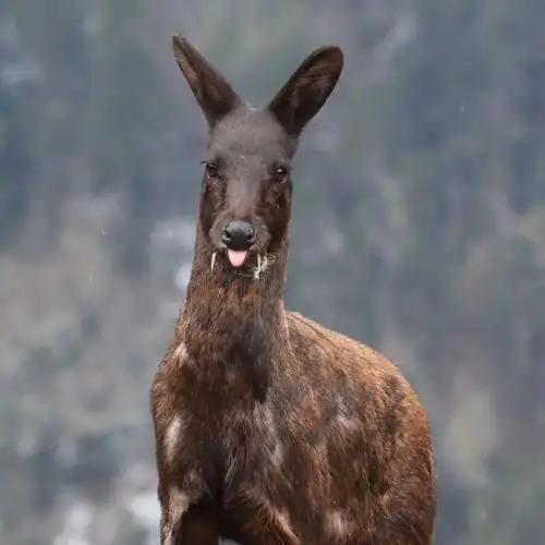 如何让大众更关注"濒危物种",黑麝也许是一个好的开始