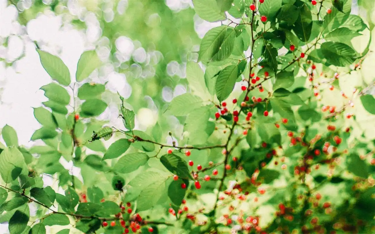 绿色护眼树叶高清桌面壁纸