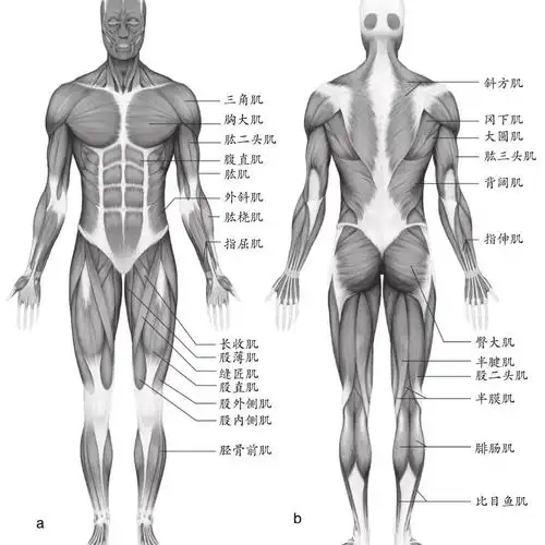 肌肉分布图