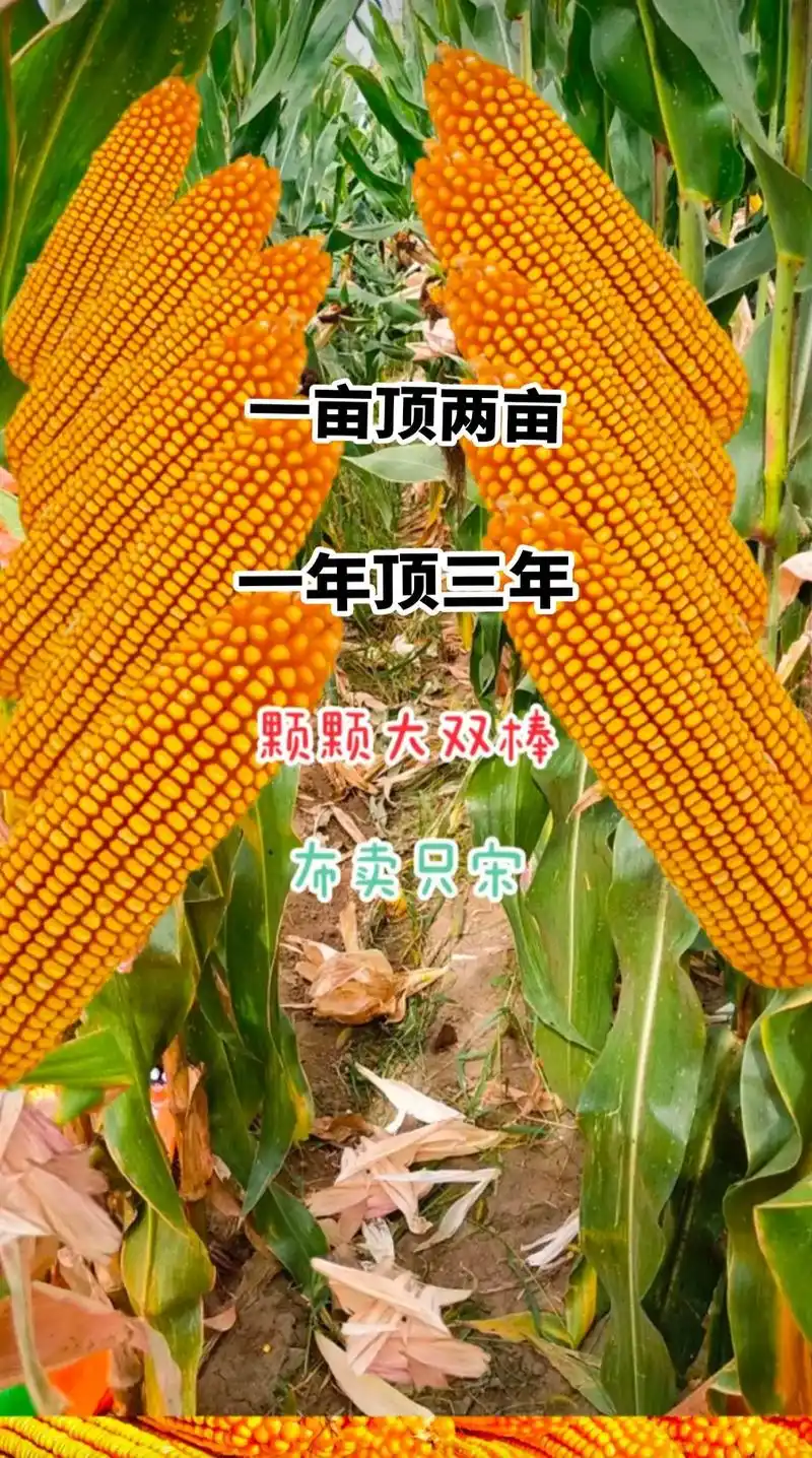 最新国审高产玉米种子 #紫根紫杆高产大棒 #抗倒先锋抗旱之 - 抖音