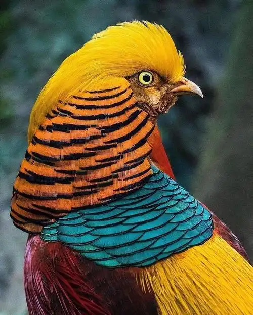 世界十大最美丽的鸟,你觉得呢!