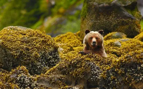 灰熊,熊,加拿大,不列颠哥伦比亚省 壁纸