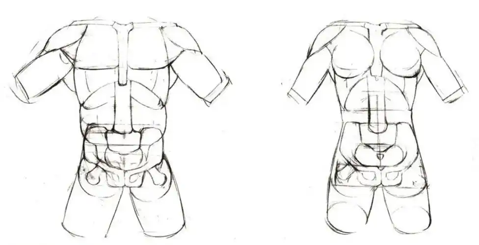 人体绘画基础part02认识肌肉
