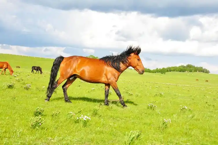 而看草原最美的时间点,在早上和傍晚.