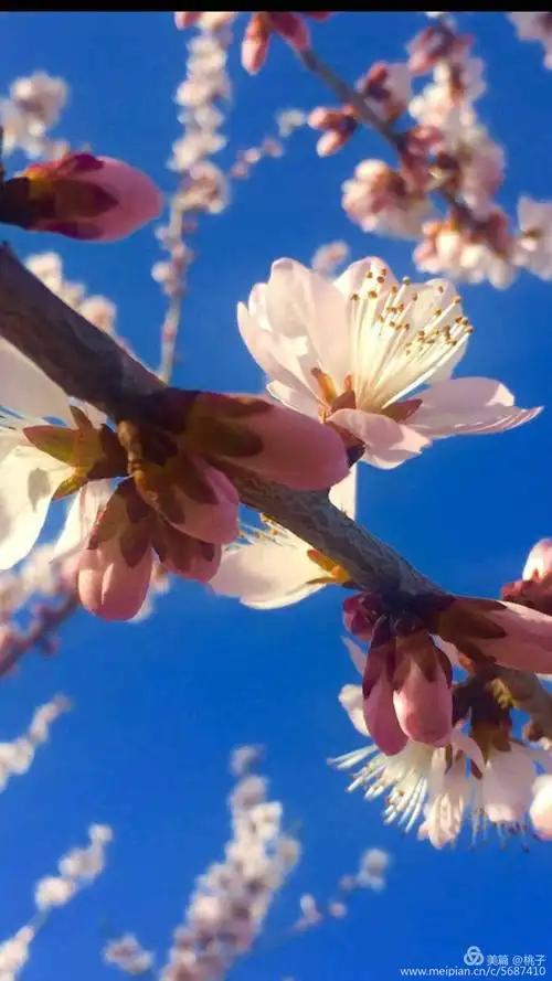 桃花艳!桃花美!桃花满天飞!桃花遍地红!三月桃花笑春风!